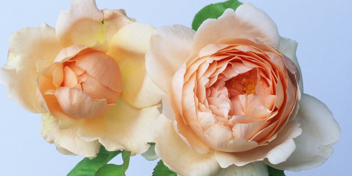 ameridge roses