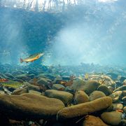 Koude rivieren vol zalm en forel warmen op door klimaatverandering Vissen hengelaars in Montana straks achter het net
