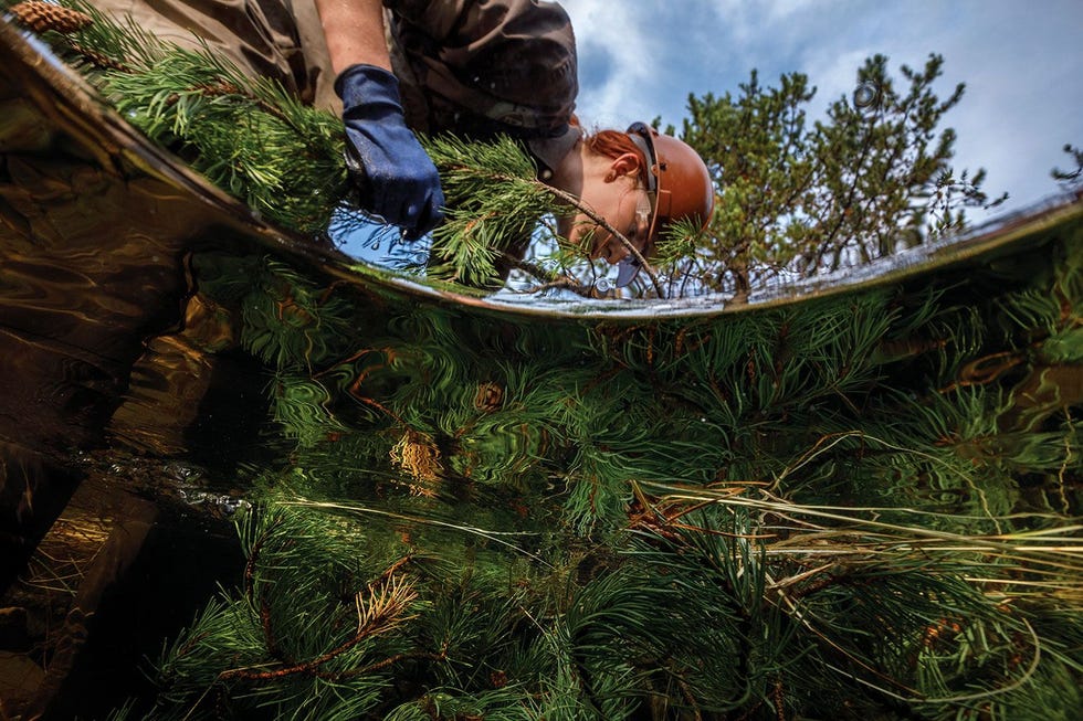 Hannah Clifford lid van het Northwest Youth Corps bouwt dicht bij de Grande Ronde in Oregon een kunstmatige beverdam Het is erg leuk om je in een bever te verplaatsen Als onderdeel van het Trout Unlimitedprogramma laat men de kreek langzamer stromen om paaiende zalmen en regenboogforel te lokken
