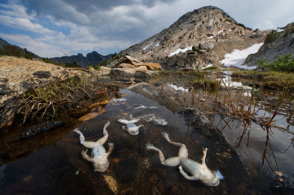 In de Californische Sierra Nevada sterven kikkers aan de Bdschimmel uit de stam Chytridiomycota