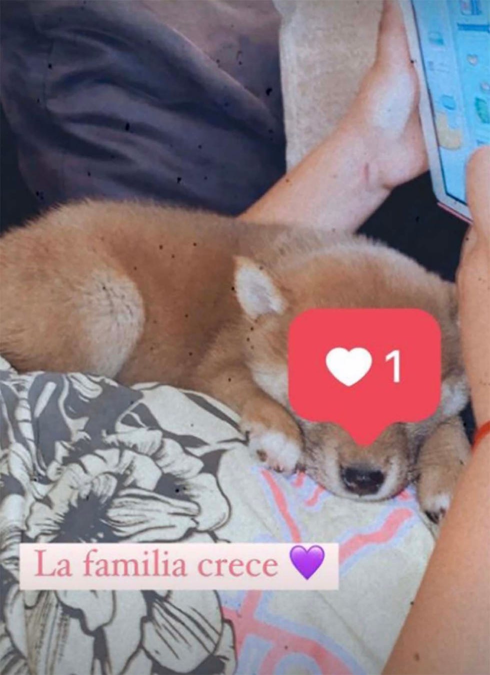 rocío flores amplia la familia