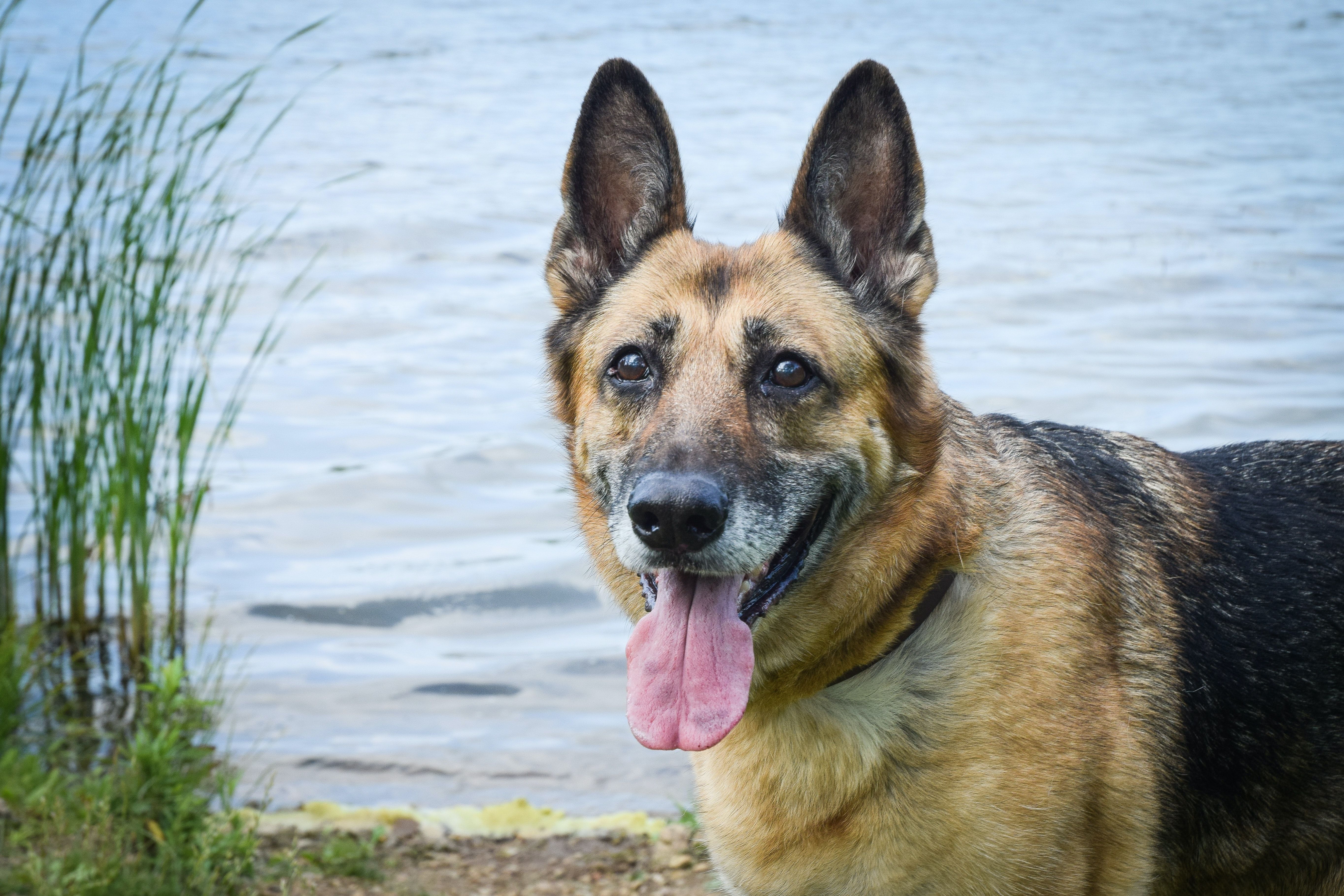 American kennel store club german shepherd