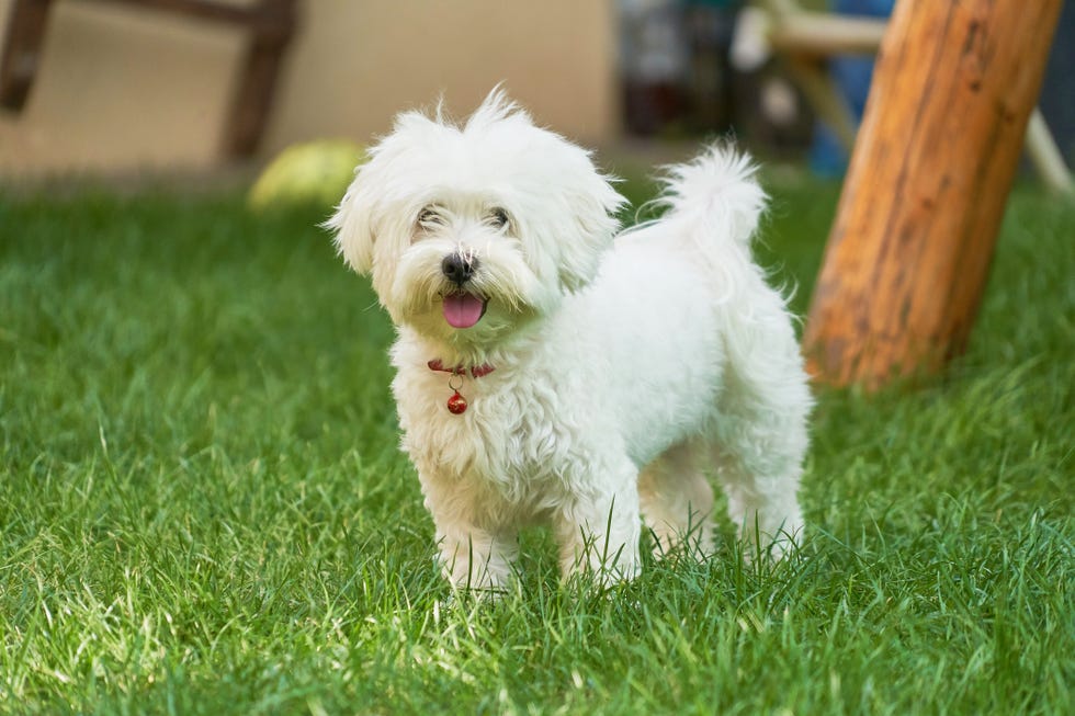 an adorable portrait of a havanese maltese puppy on green grass in a vibrant summer backyard