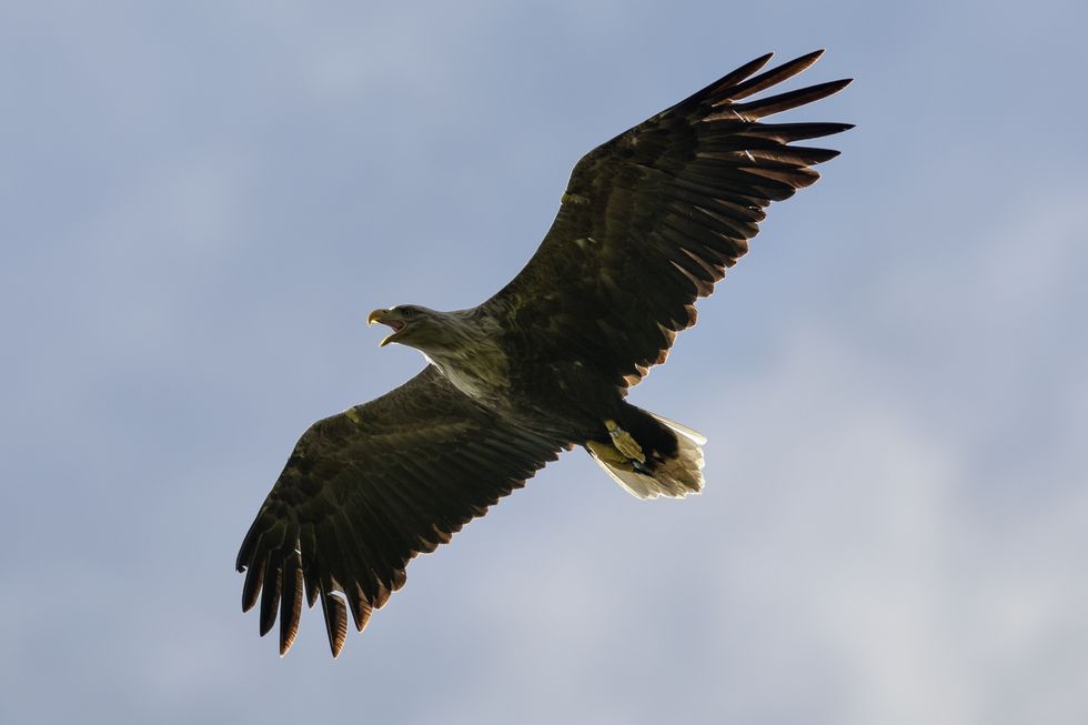 White-tailed eagles set to return to England's skies after 240 years