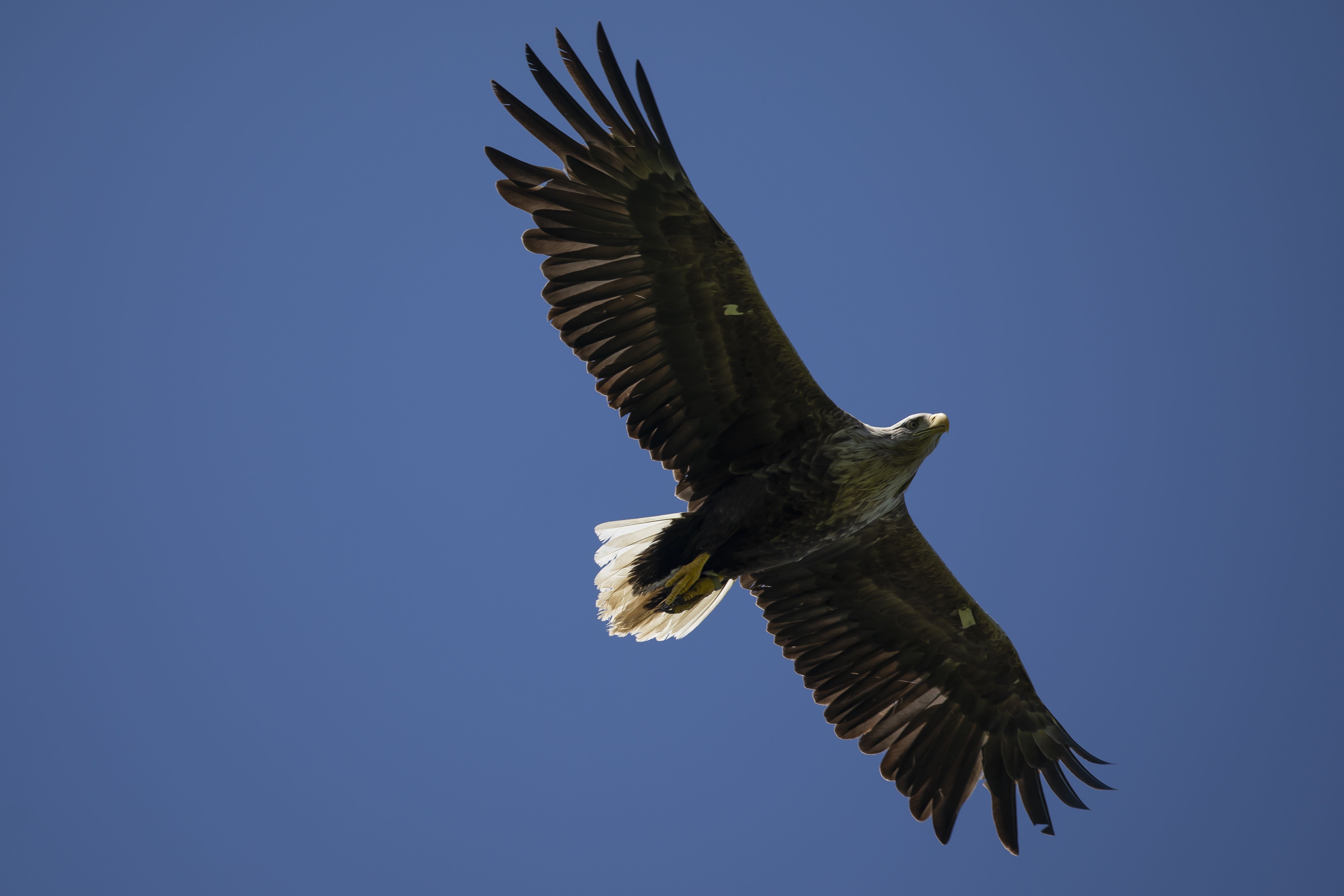 Britain's largest bird of prey the white-tailed eagle set to