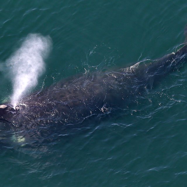 Right Whales Spotted Close To Shore On Cape Cod Bay