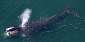 Right Whales Spotted Close To Shore On Cape Cod Bay