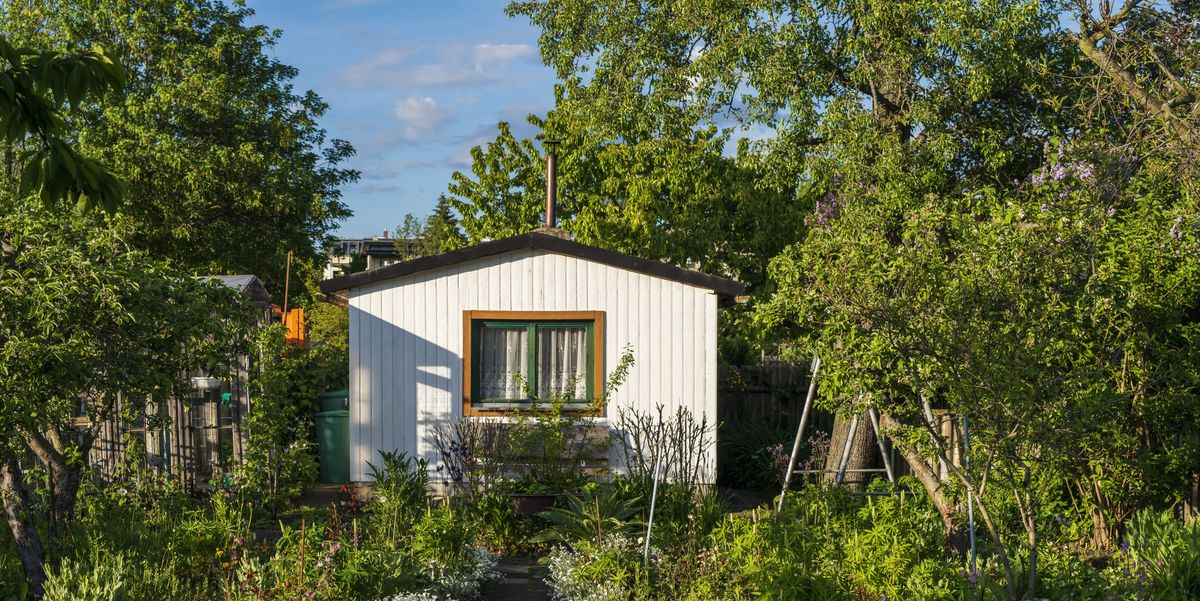 an allotment garden filled with plants and flowers a white wooden shed with window in the background