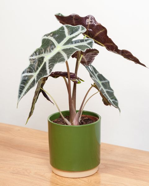 An Alocasia plant in a green pot on wooden table with plain background.