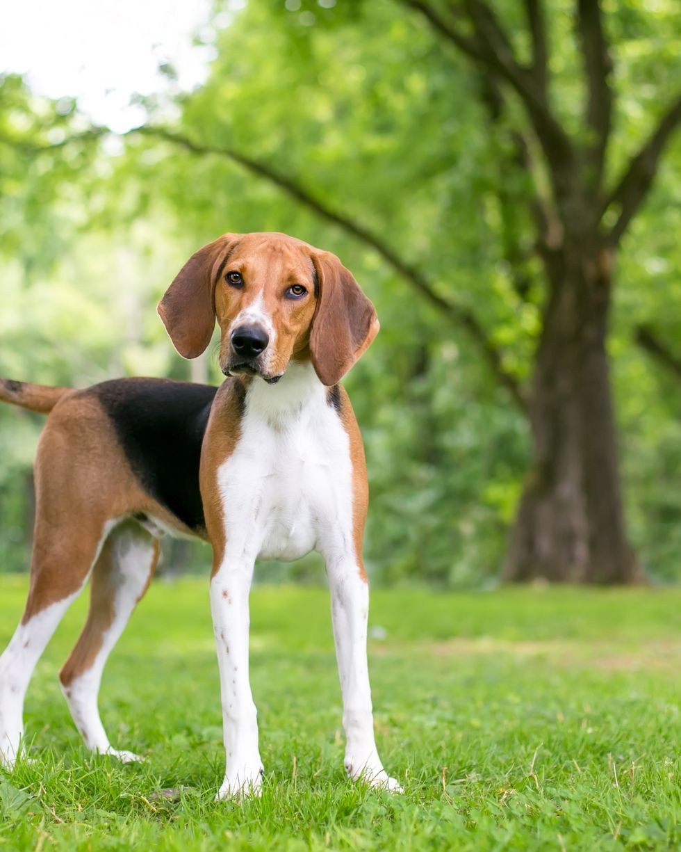 best large breed dogs american foxhound