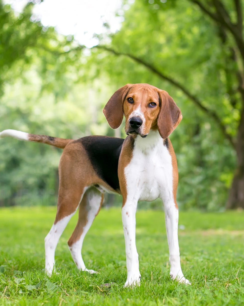 best large dog breeds american foxhound best large breed dogs american foxhound