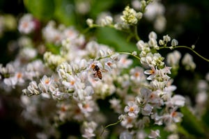 día mundial de las abejas