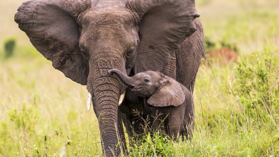 an elephant and its baby walking in long grass