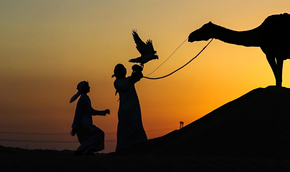 TOPSHOT-UAE-ANIMAL-FALCONRY