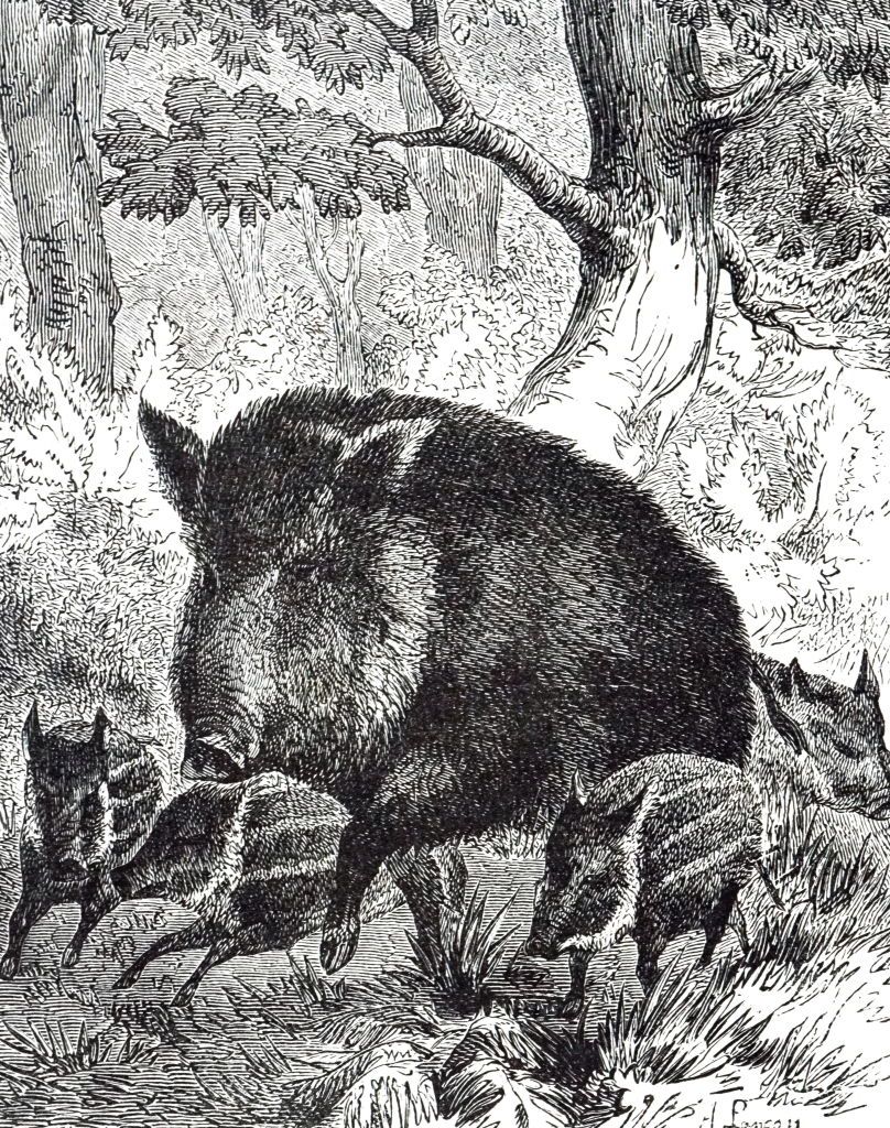 a wild boar