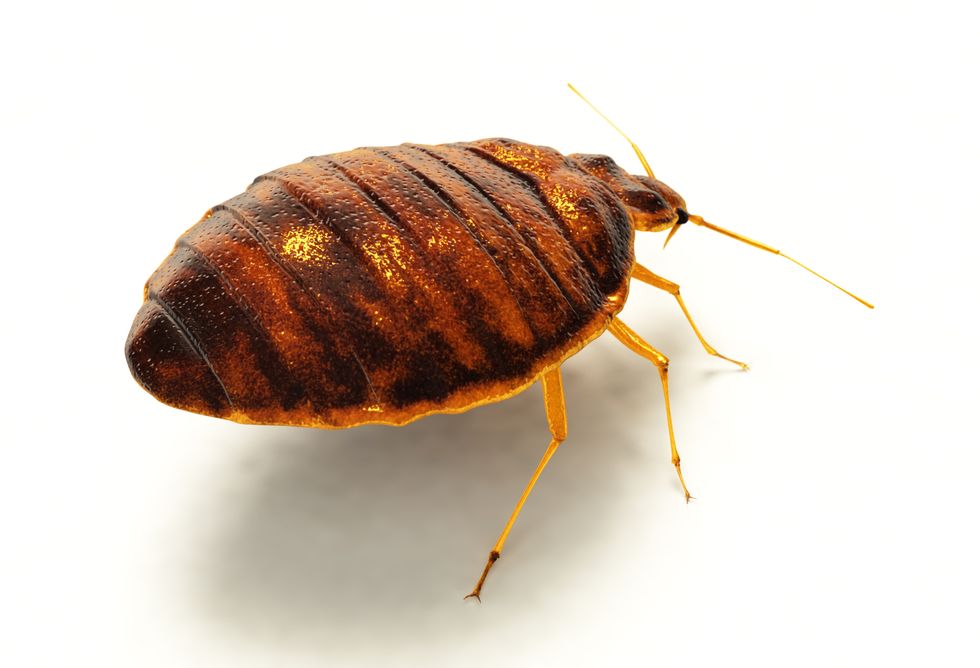 An enlarged photograph of a bedbug showing it up close