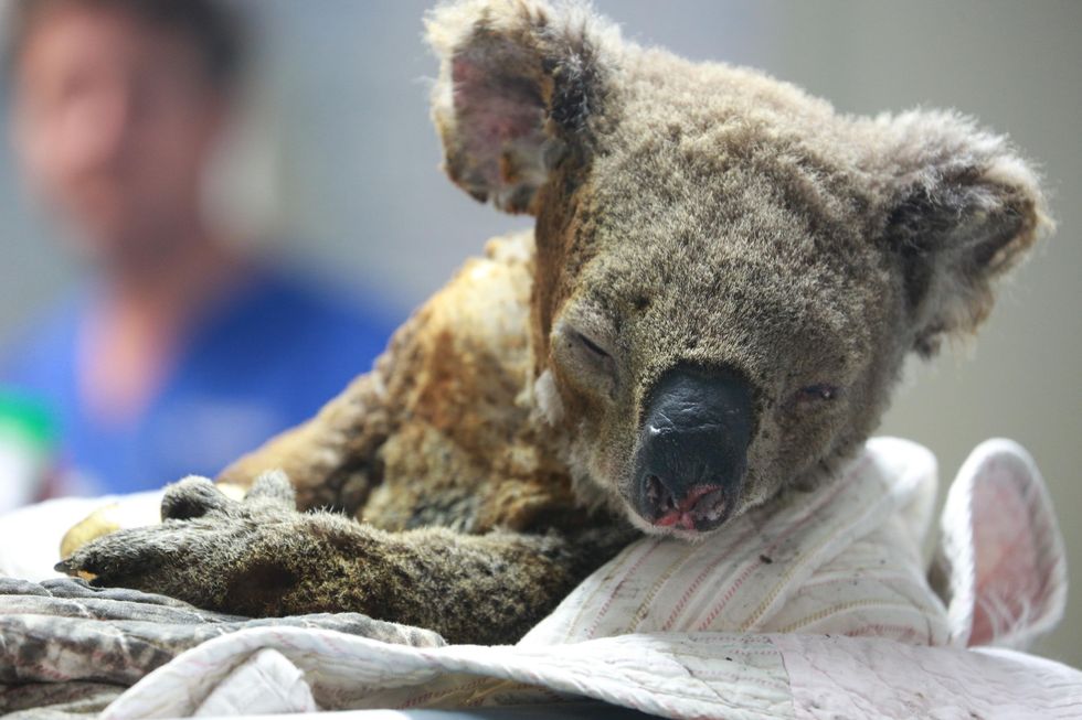 Koalas Receive Treatment At Port Macquarie Koala Hospital