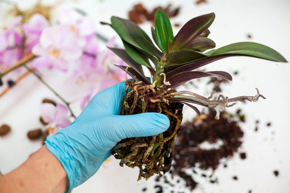 person holding unpotted orchid before repotting it