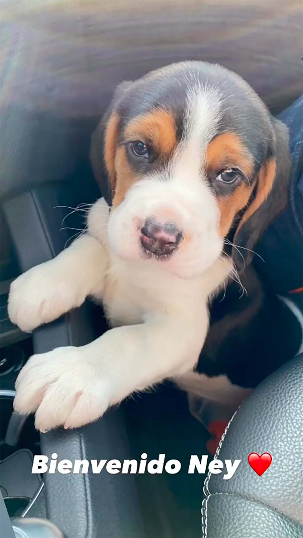 ana soria perrito