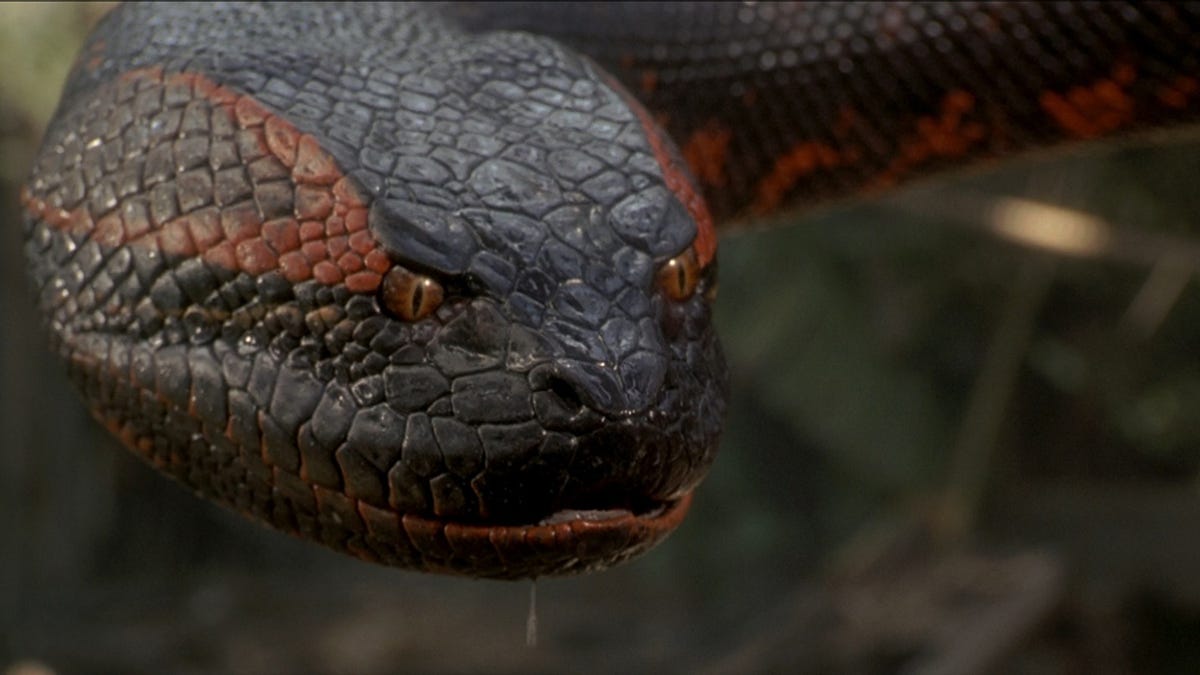 'Anaconda' tendrá un nuevo remake