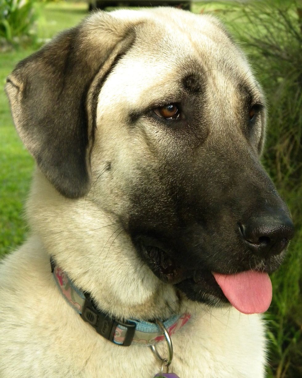 best large breed dogs anatolian shepherd dog