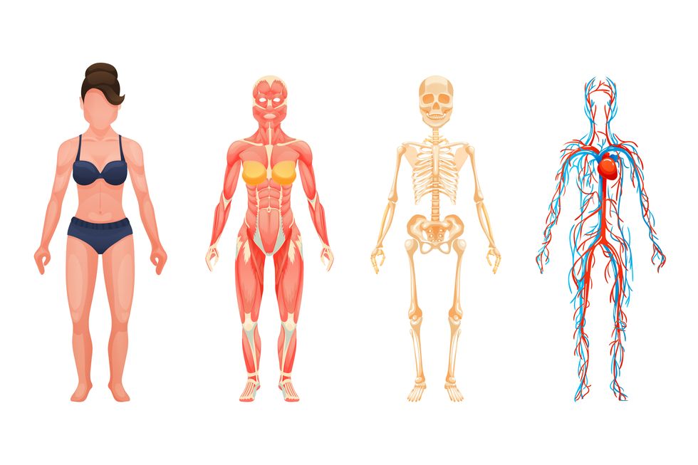 anatomical structure of body of person, woman body