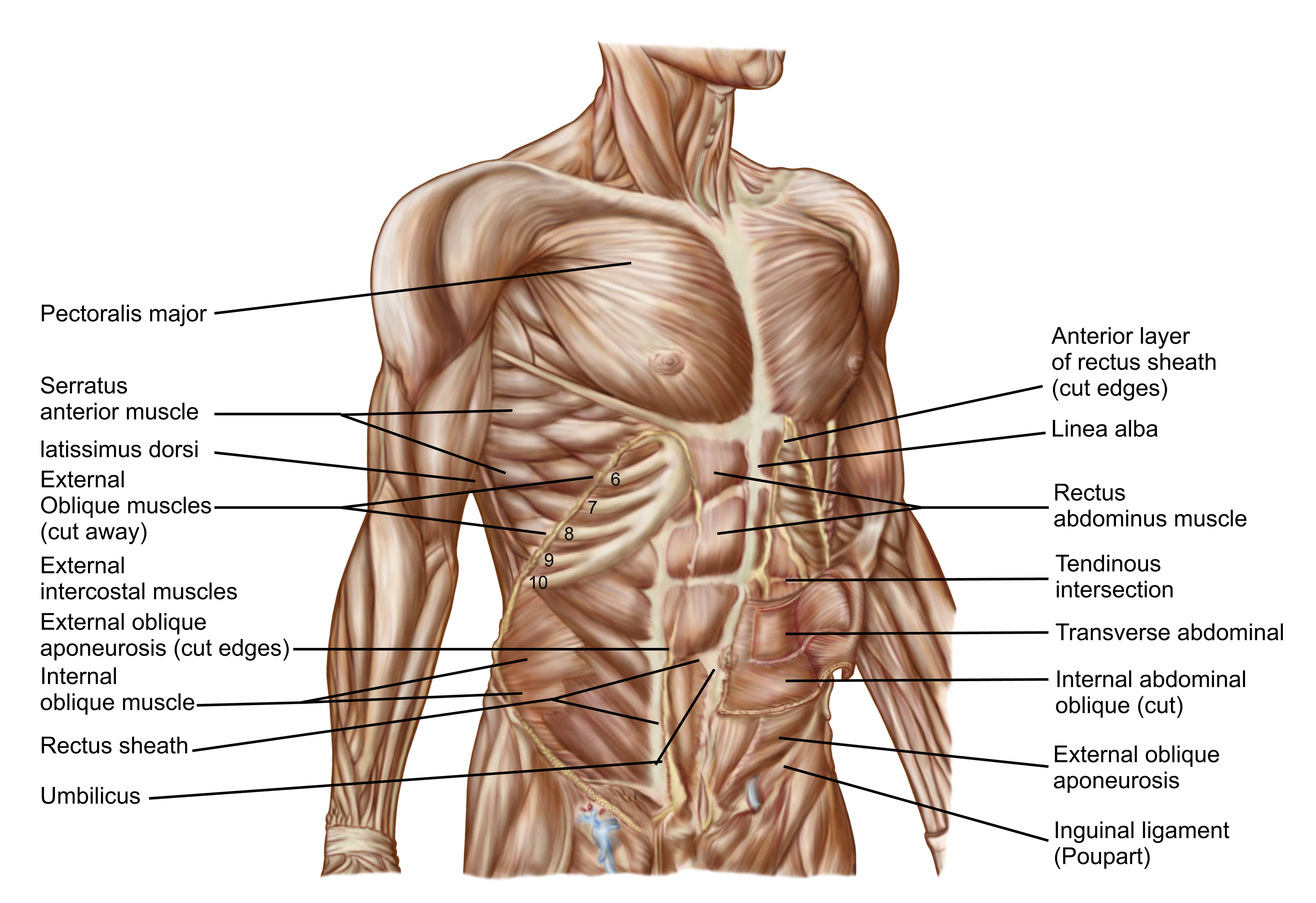 Complete Guide to Abs Anatomy and Exercises for Abs and Core