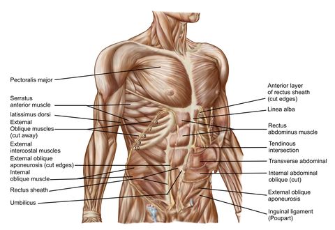 Anatomy of human abdominal muscles.