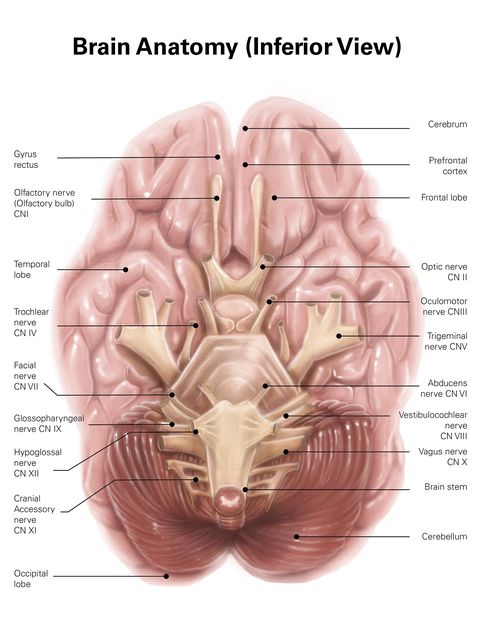 anatomy of human brain, inferior view