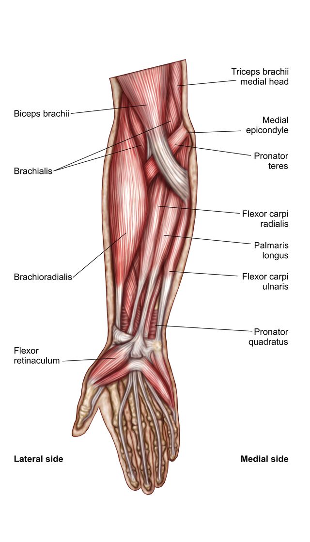 Anatomy of human forearm muscles, superficial anterior view.