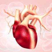 anatomy of human heart