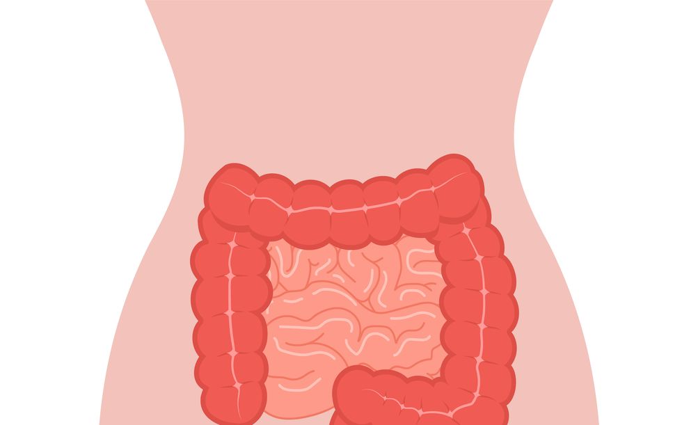 anatomy of the colon intestine icon human internal organ health bowel medical vector illustration in flat cartoon style