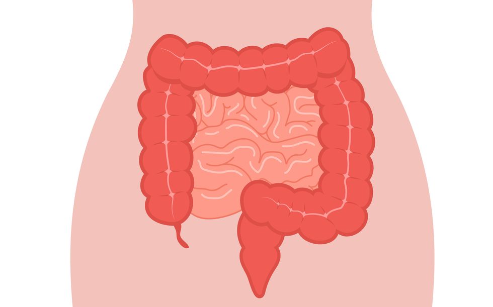 anatomy of the colon intestine icon human internal organ health bowel medical vector illustration in flat cartoon style