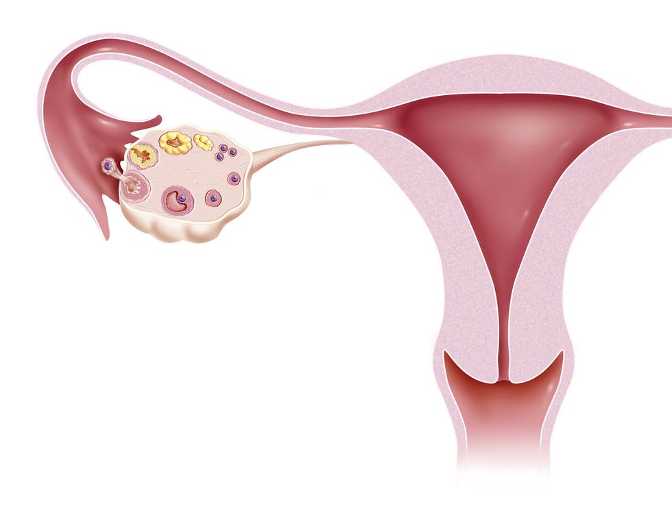 Uterus, ovary, ovulation.