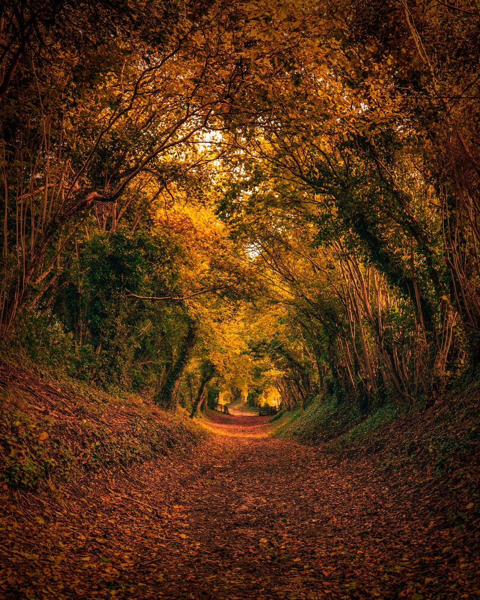 ancient halnaker tree tunnel