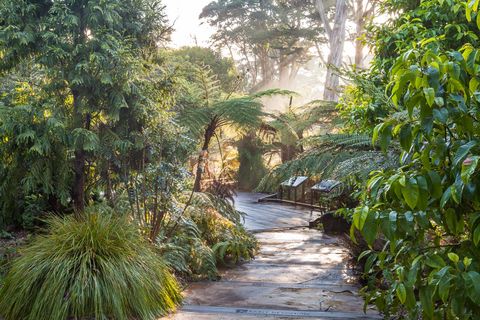 path in ancient plant garden, san francisco botanical garden