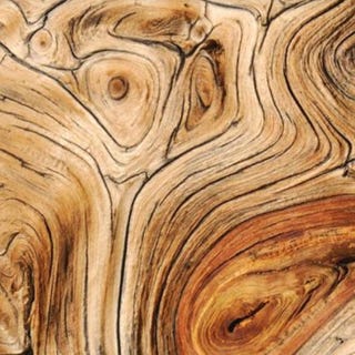skirball cultural center, ancient wisdom for a future ecology, trees time and technology