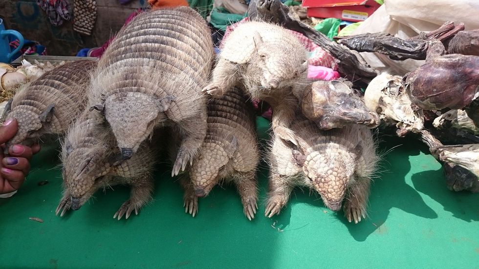 Ook al is het in Bolivia verboden om gordeldieren te verkopen of er snuisterijen van de maken zijn de dieren eenvoudig op de vrije markt te verkrijgen