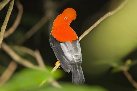 Andean Cock-of-the-rock (Rupicola peruviana). Manu Biosphere Reserve, Peru