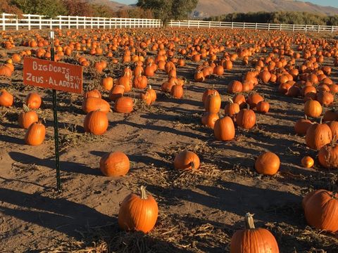 andelin family farm best pumpkin patches