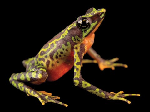 Klompvoetkikker Atelopus palmatus ernstig bedreigd De in Ecuador inheemse soort heeft te kampen met een schimmel en habitatverlies door landbouw en verstedelijking Het aantal is de laatste tien jaar met tachtig procent gedaald