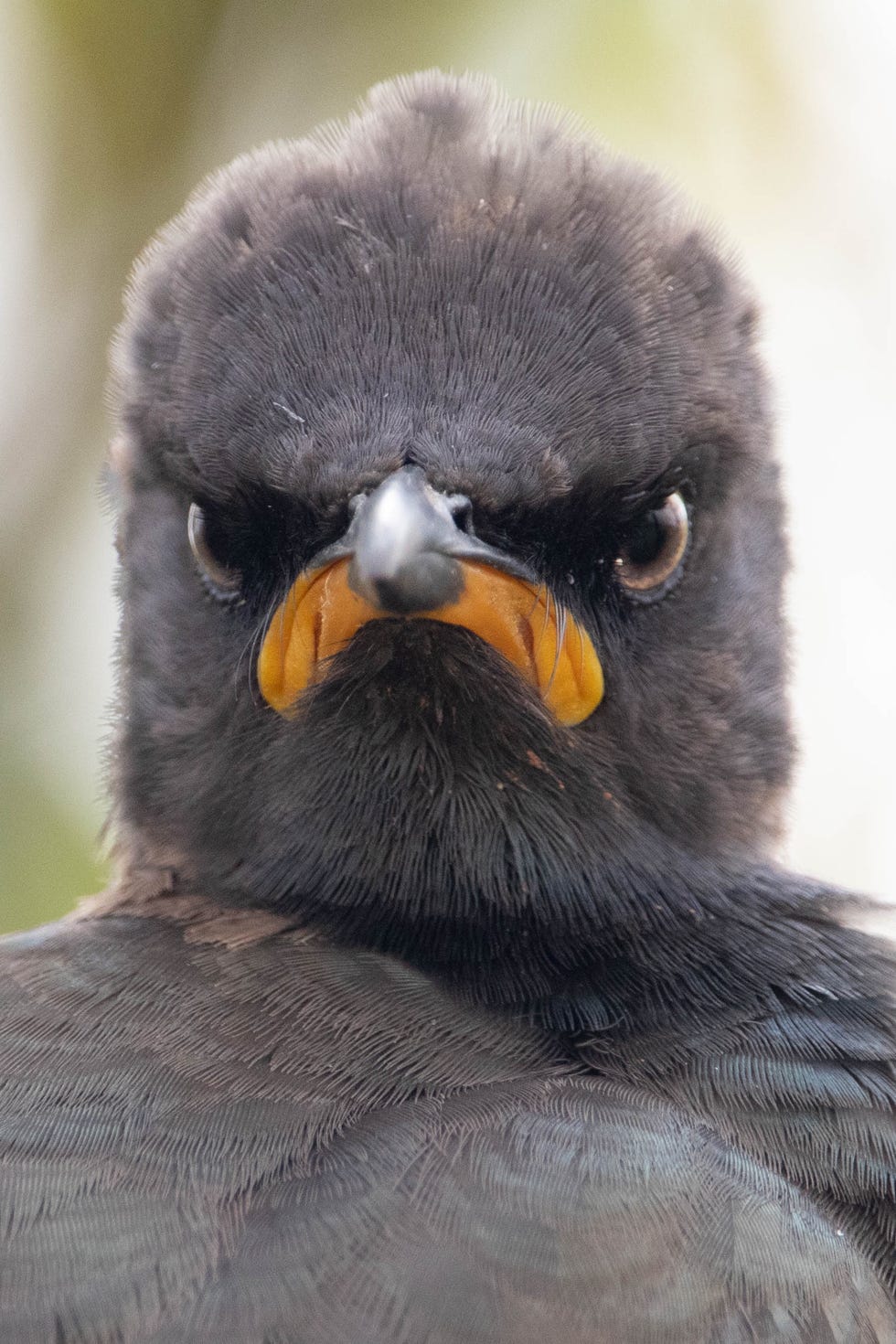 2021 comedy wildlife finalists