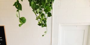 Green, Room, Wall, Property, Interior design, Furniture, House, Houseplant, Floor, Home, 