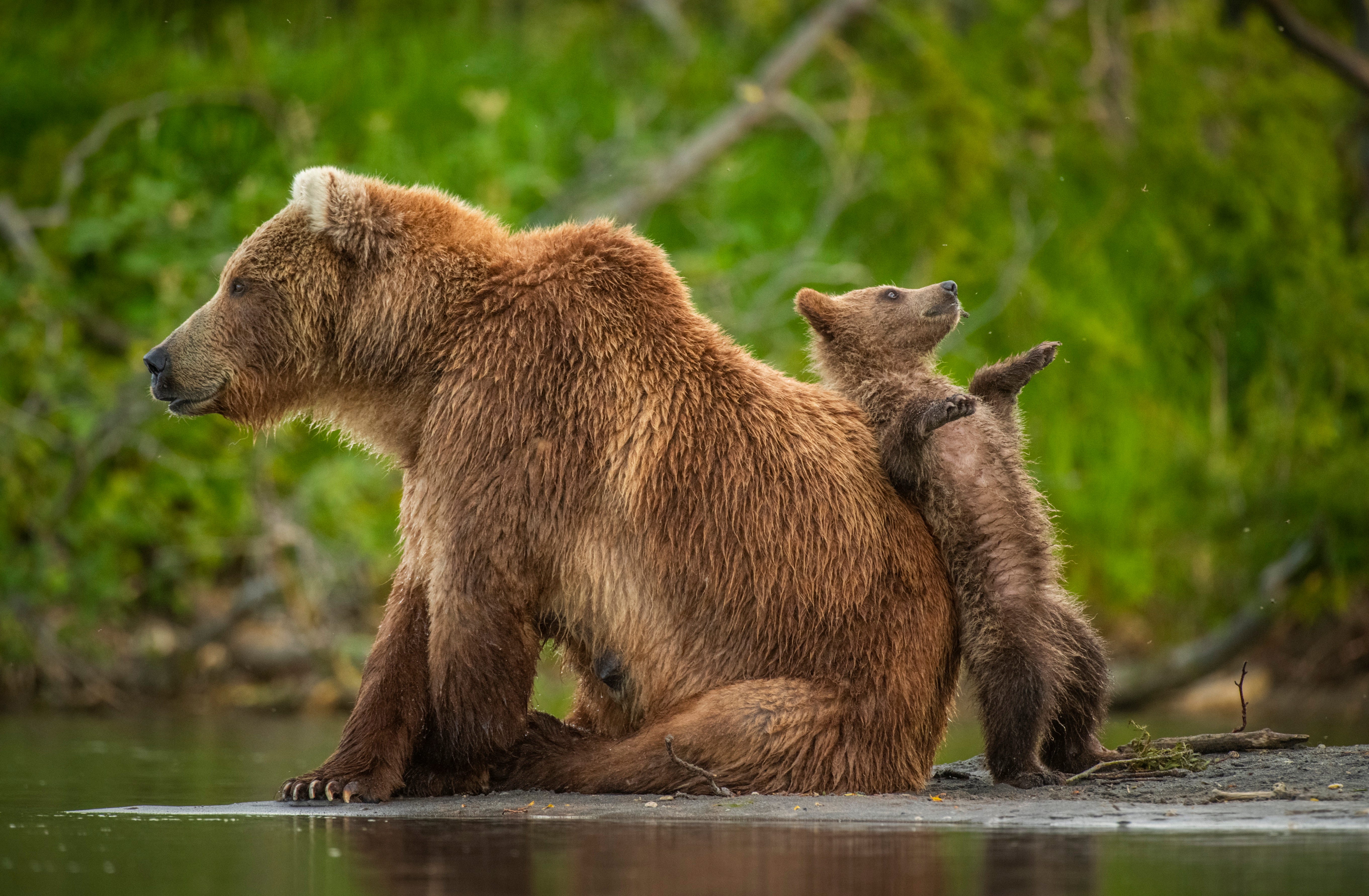 kamchatka brown bear ursus arctos beringianusa spring cub, perhaps just 3 4 months old, leans back against his mum as she waits patiently for a passing fishkamchatka peninsula, far east russia