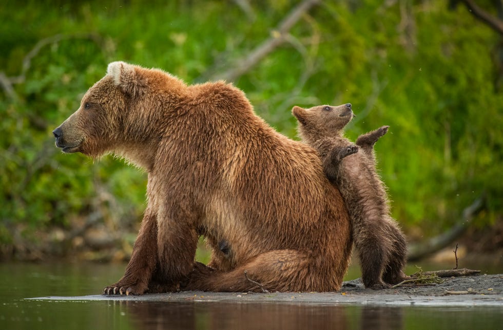 kamchatka brown bear ursus arctos beringianusa spring cub, perhaps just 3 4 months old, leans back against his mum as she waits patiently for a passing fishkamchatka peninsula, far east russia