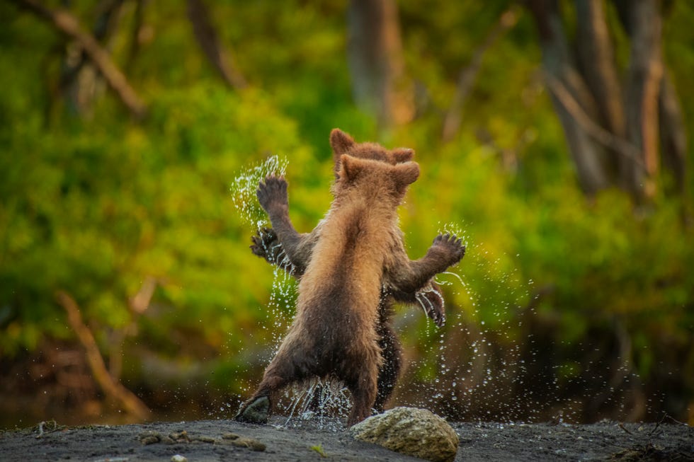 kamchatka brown bear ursus arctos beringianusa pair of spring cubs, just three months old, play fightingkamchatka peninsula, far east russia