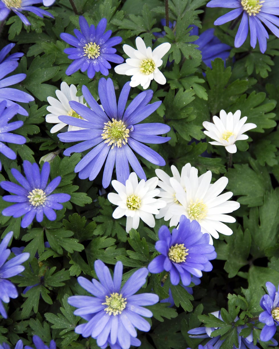 bulbs to plant in fall anemone bulbs to plant in fall anemone