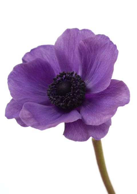 purple anemone flower, closeup