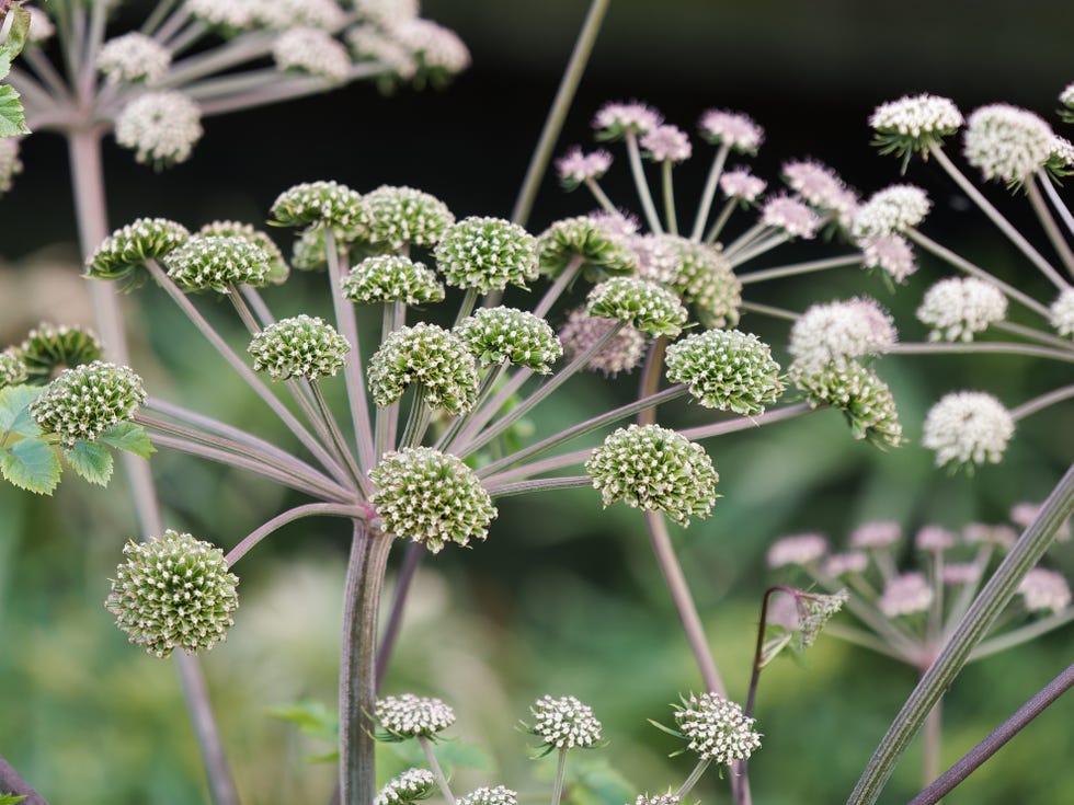 Angelica flower in the garden