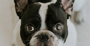 Dog, Mammal, Vertebrate, Canidae, French bulldog, Dog breed, Snout, Bulldog, Boston terrier, Carnivore, 